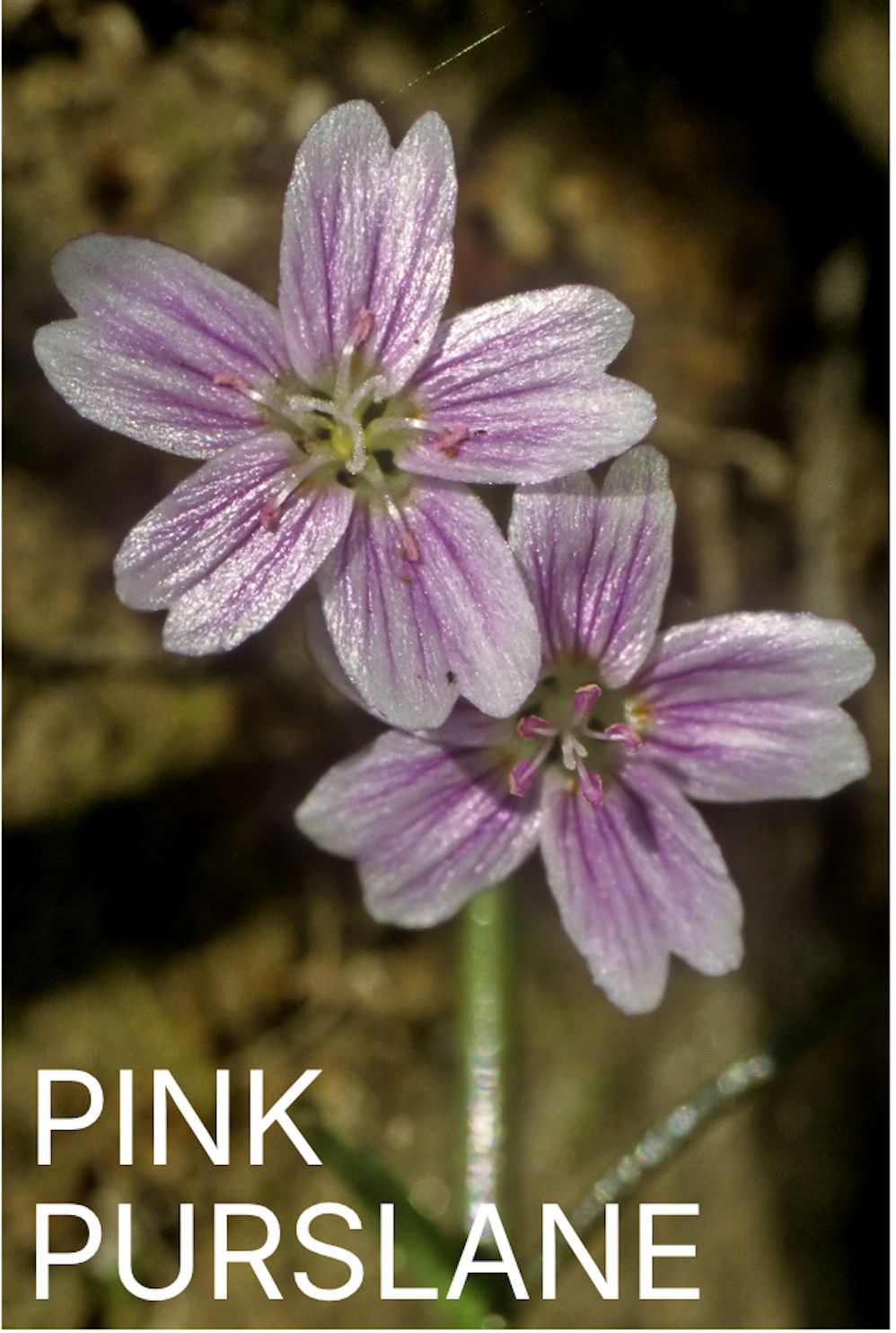 Pink Purslane flower essence